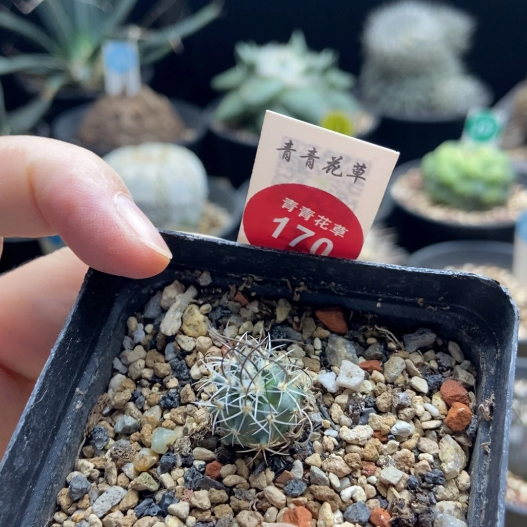 实生草刺娇丽一颗仙人球