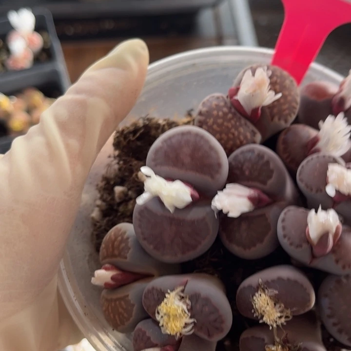 女***烟729号88888888888888