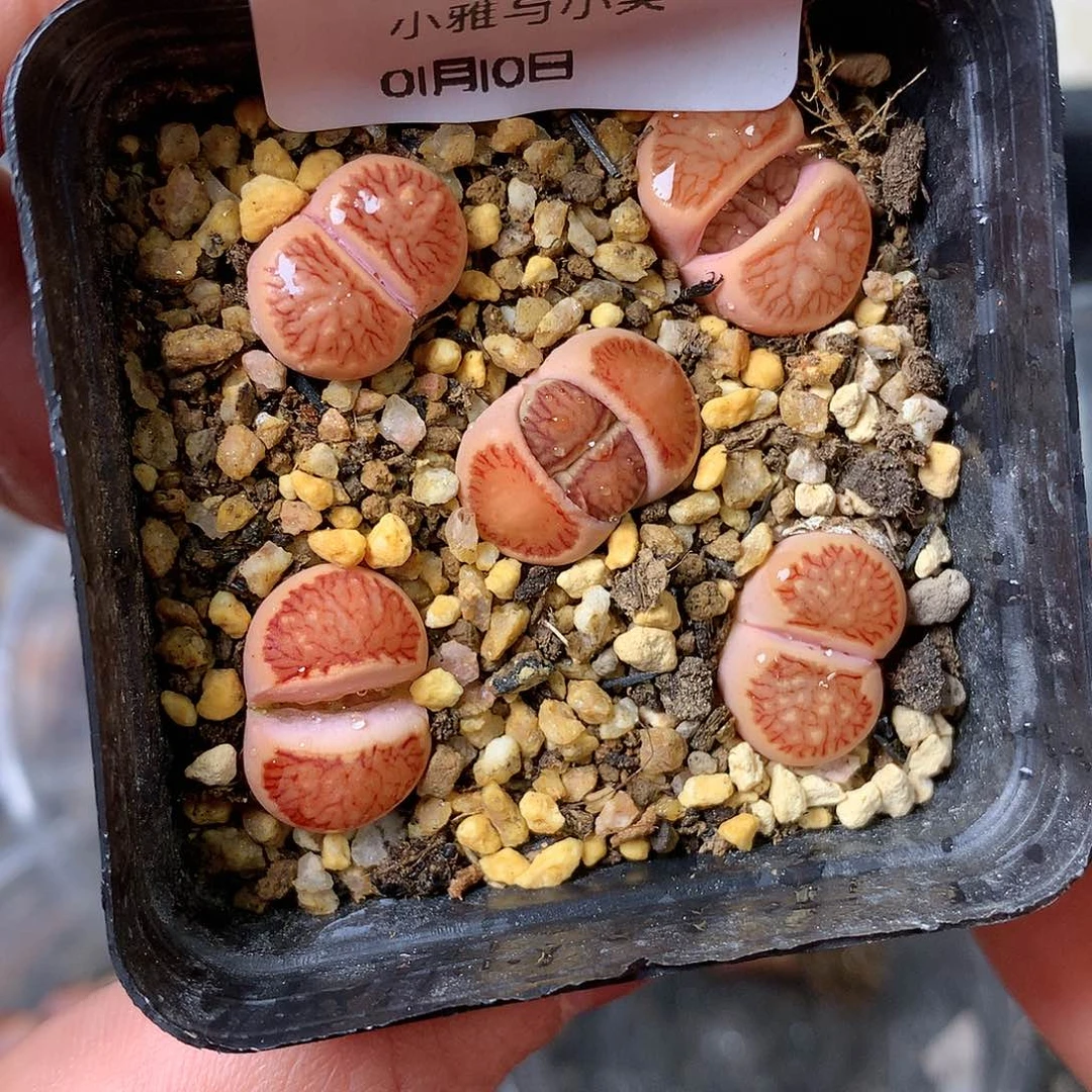 A314多肉植物保护研究所