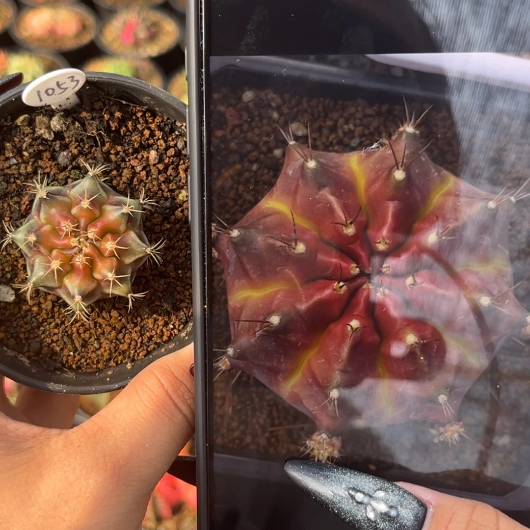 1053 绿魔侧牙 带盆土