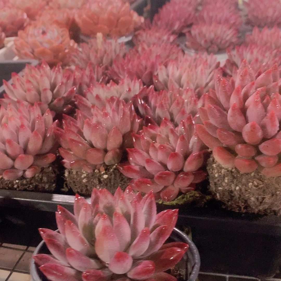 单头超红体虞美人00000000000000