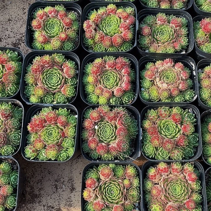 爱德华球带盆土发