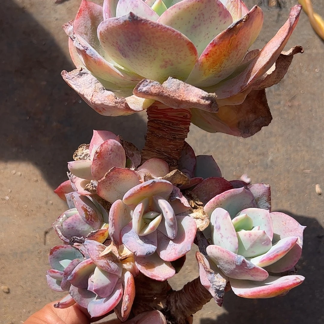 雪凤手捧，一物一拍