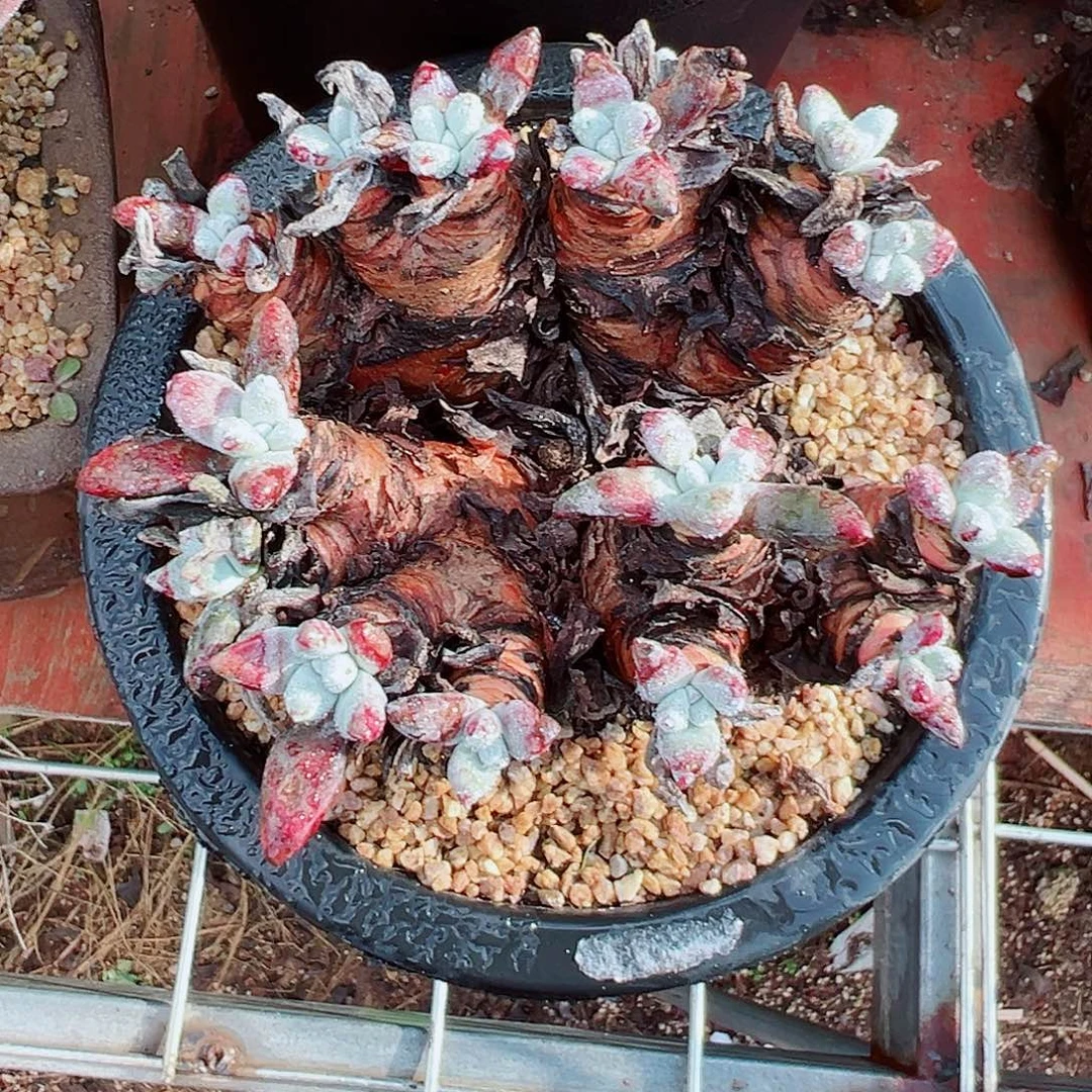 7508小豆豆拇指杂