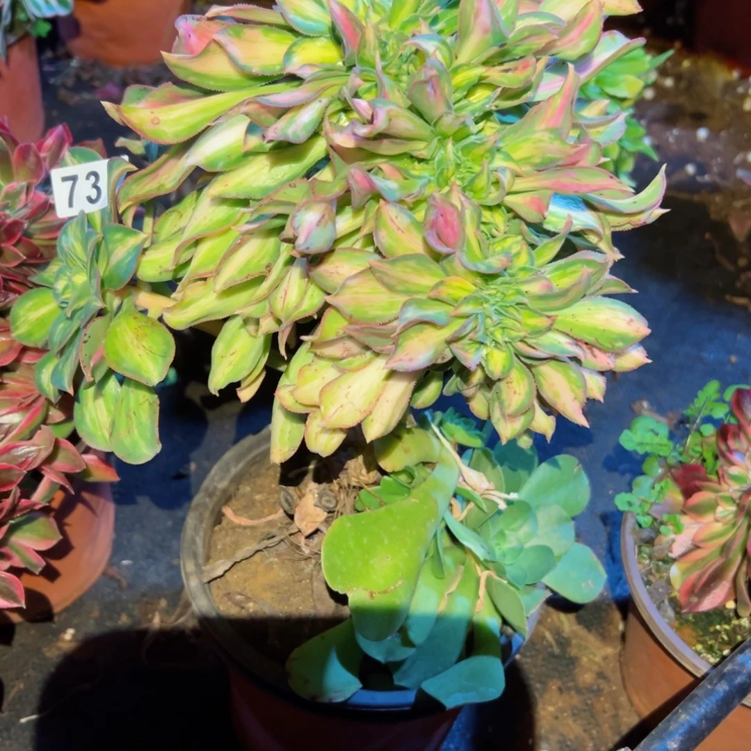 731 号多肉植物法师新年福利