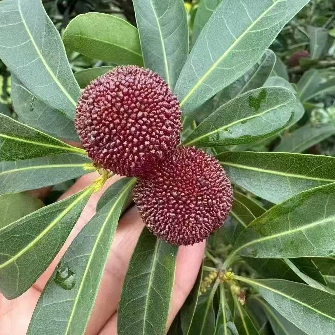 新鲜当季仙居荸荠杨梅酸甜可口口口爆汁现摘现发水果