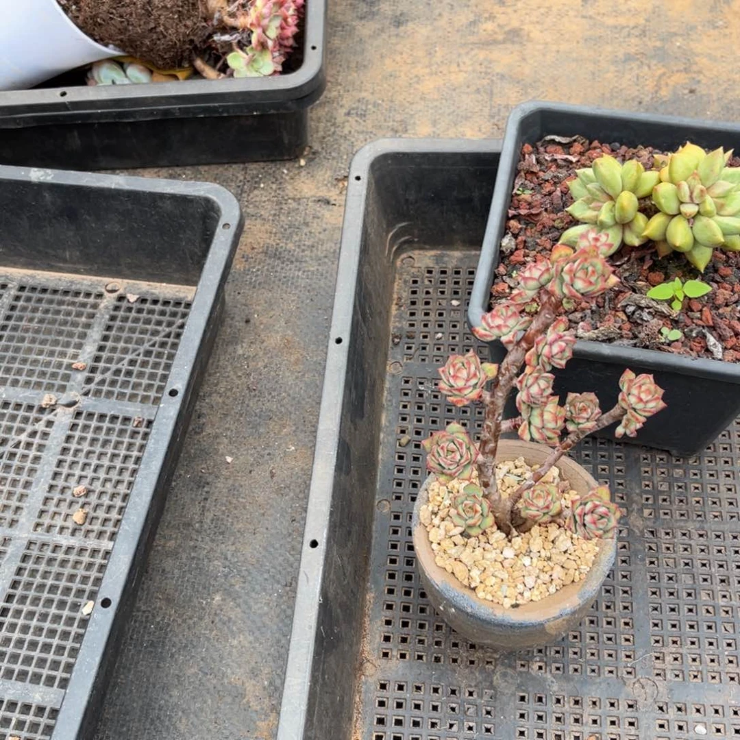 叶***j0016探戈多肉