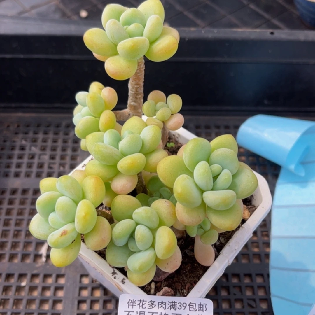 836-奶白糖多肉6cm