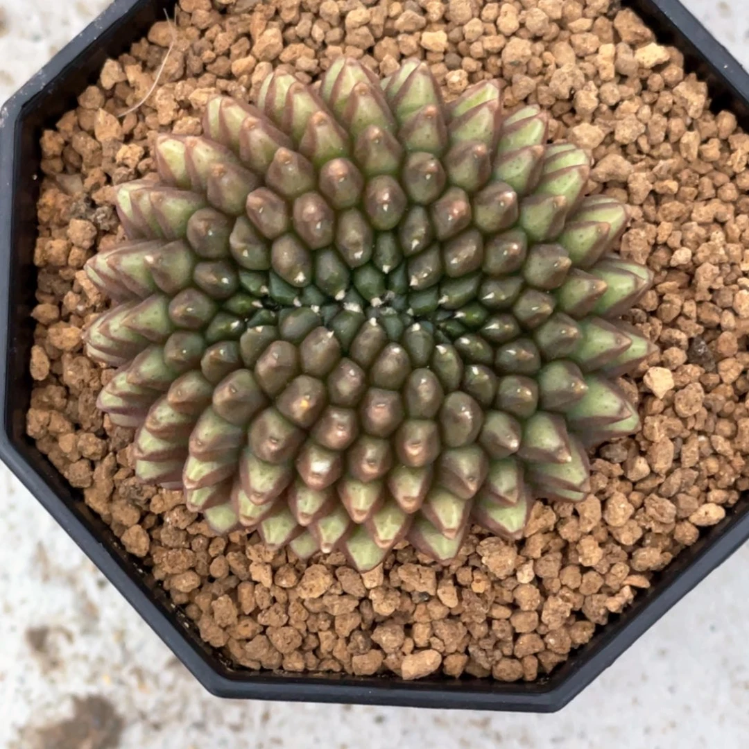 当前无花朵，栽培后可花朵貘缀