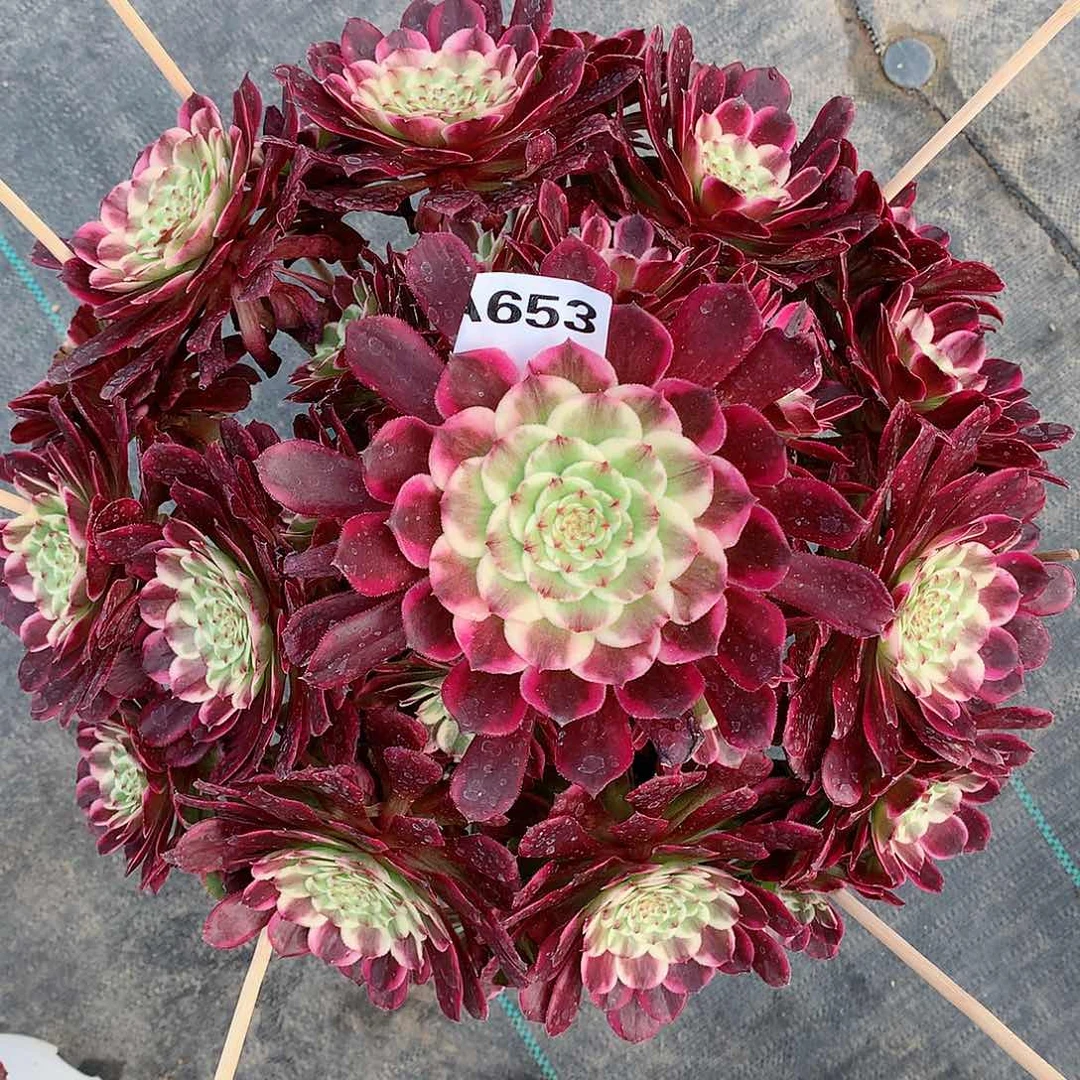 王*福653.紫烟多肉植物