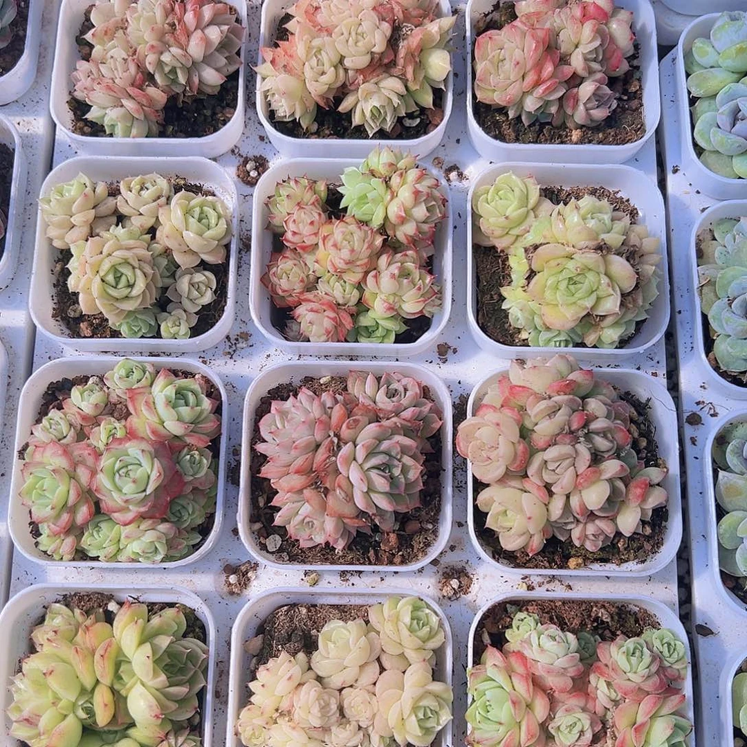 麦杆群2色19包邮
