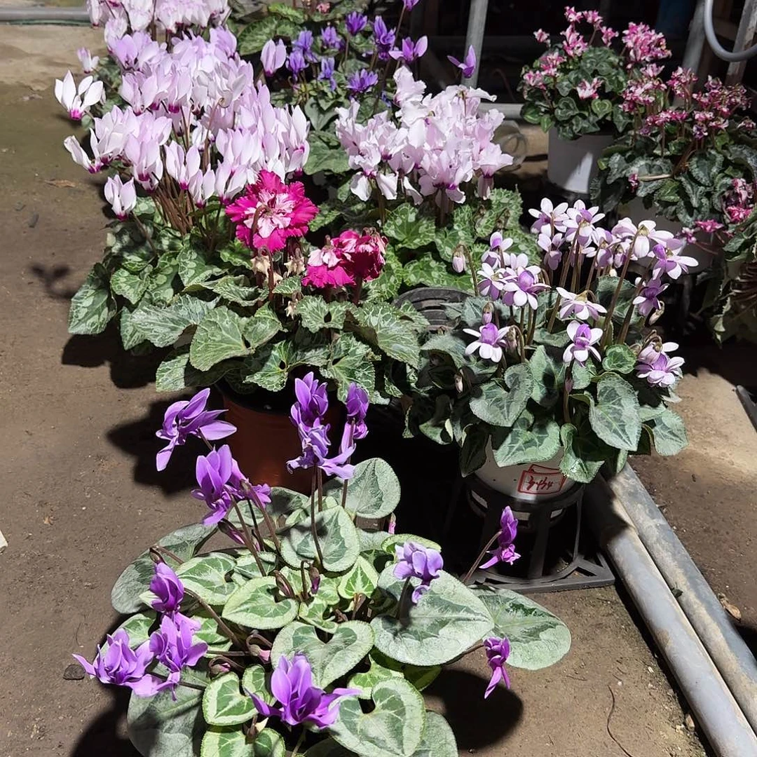 无花朵Susu专属0028