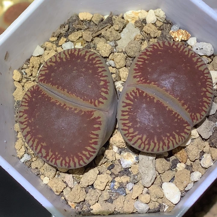 精品多肉植物精品多肉