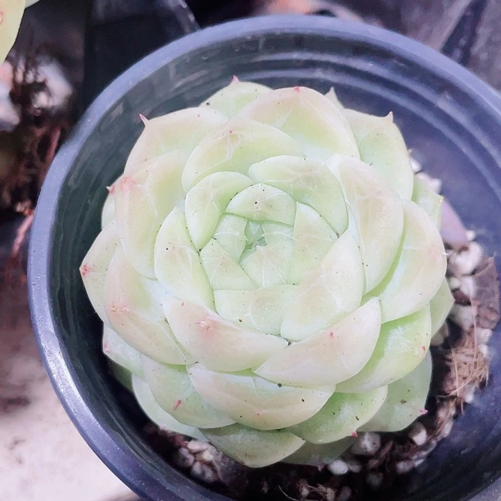 梨花白18.8一盆55855886556