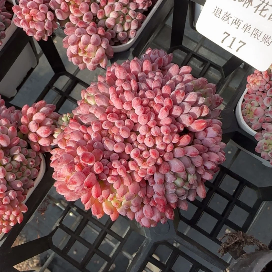 多肉很小看清楚下单拒绝非品质售后717