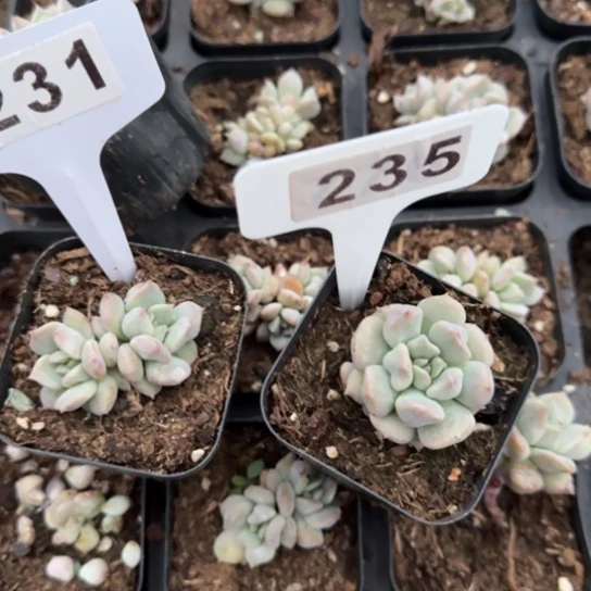 媛*231 235超奶一物一拍多肉