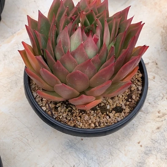 每周特价活动开始啦
