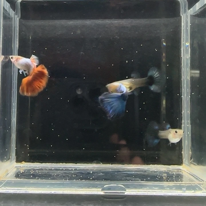 孔雀鱼蓝礼服半月尾1对蓝1对红