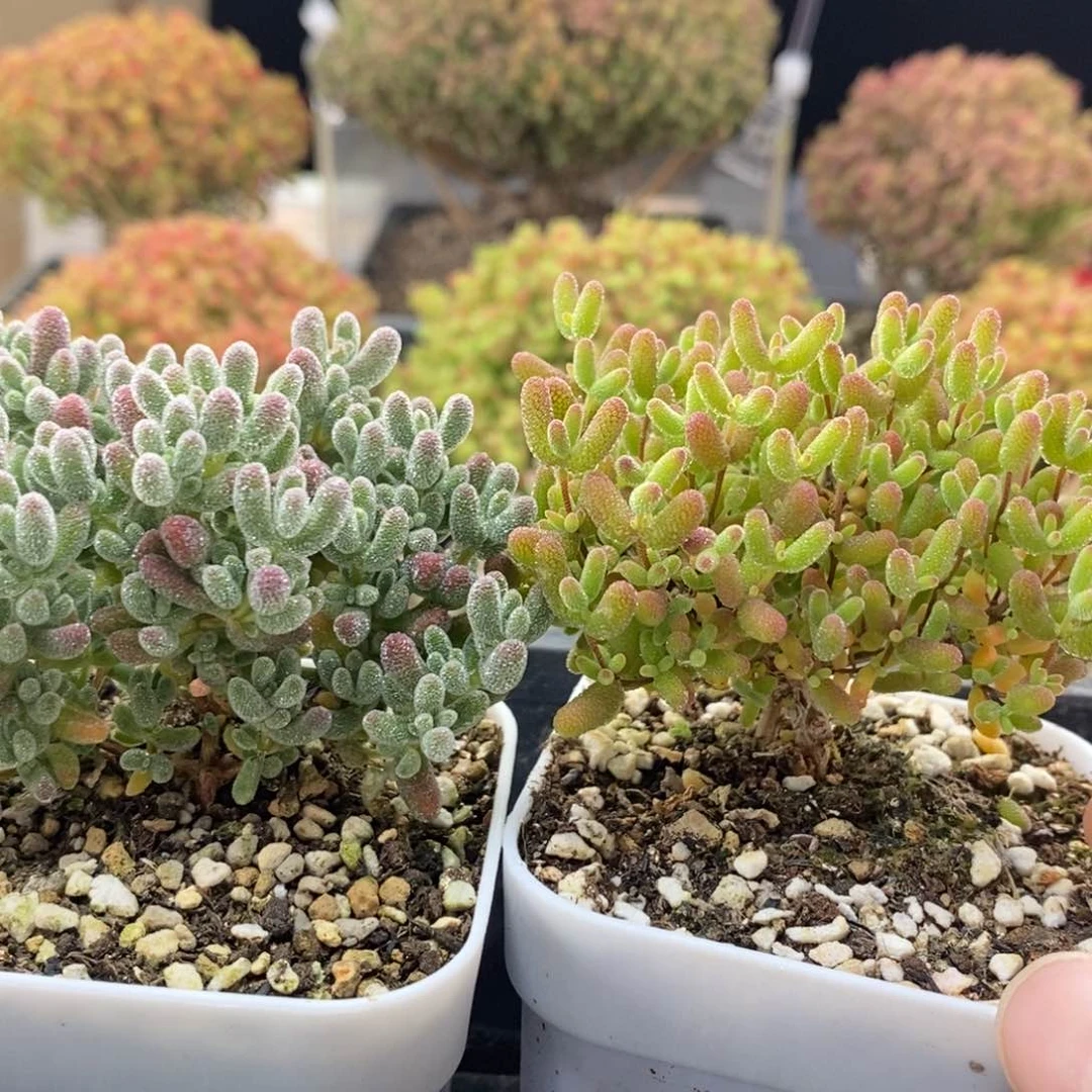 啊****优选组合0214枝干番杏