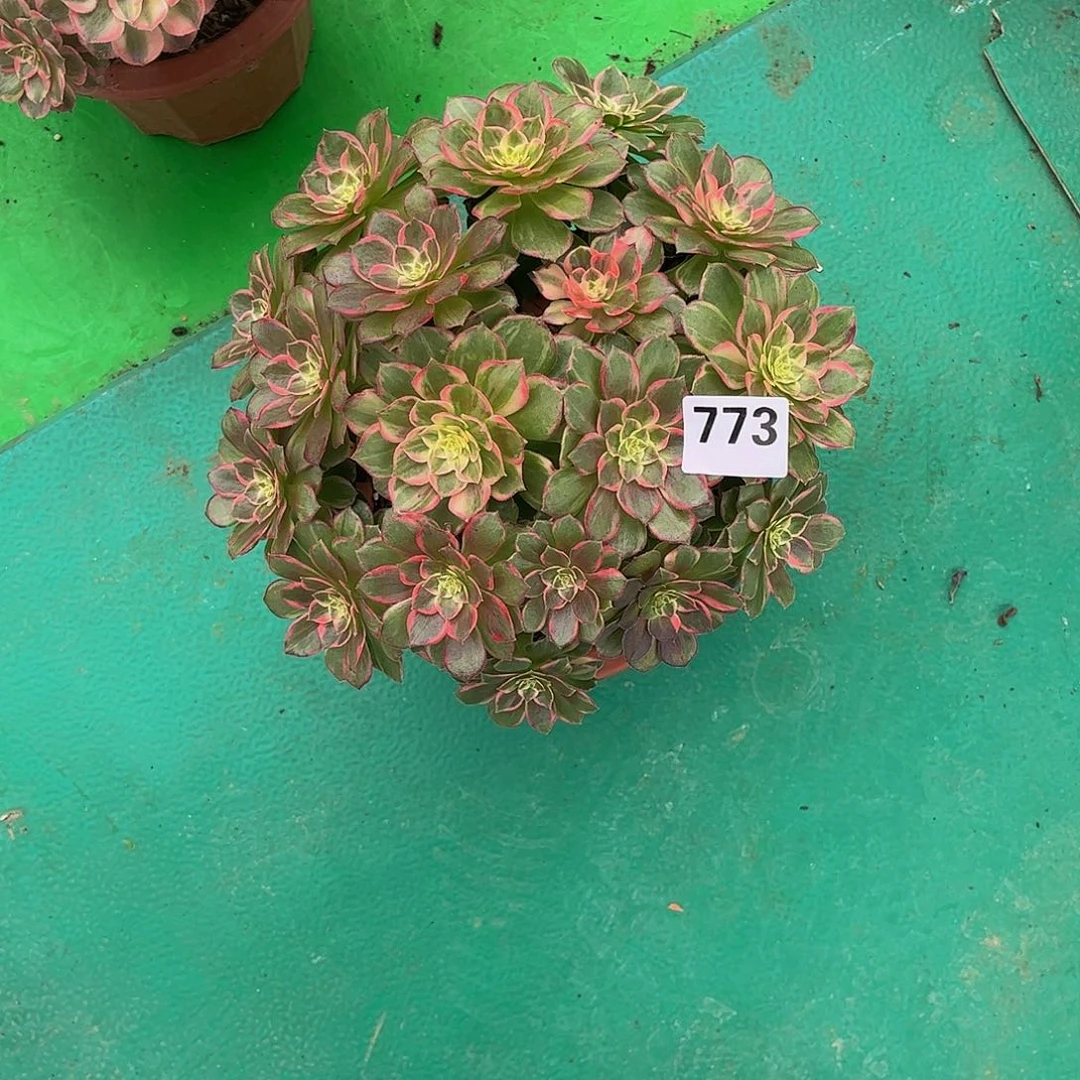 多肉万花筒000000773
