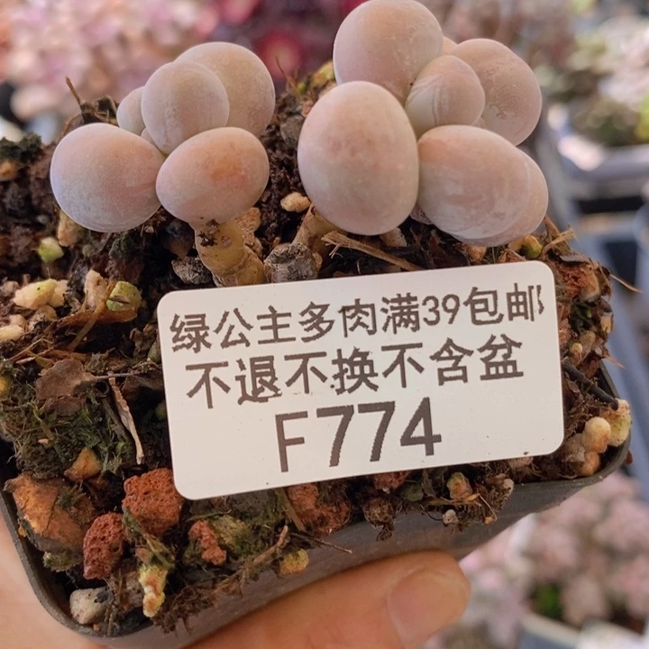 橙奶4cm774多肉植物