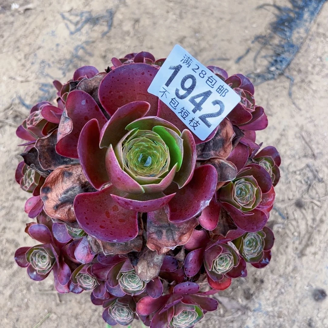玫瑰多肉植物1942