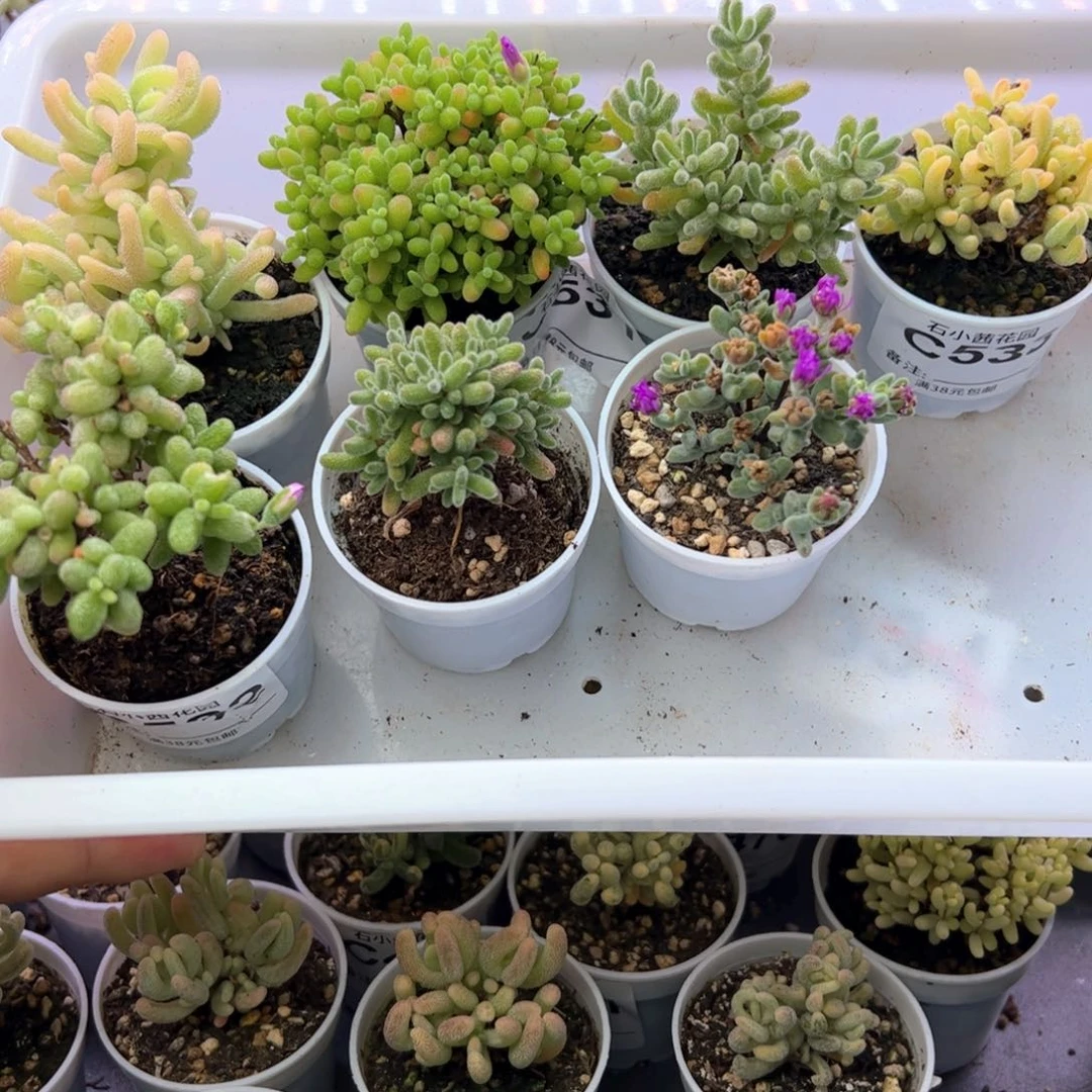 多肉植物枝干组合福利