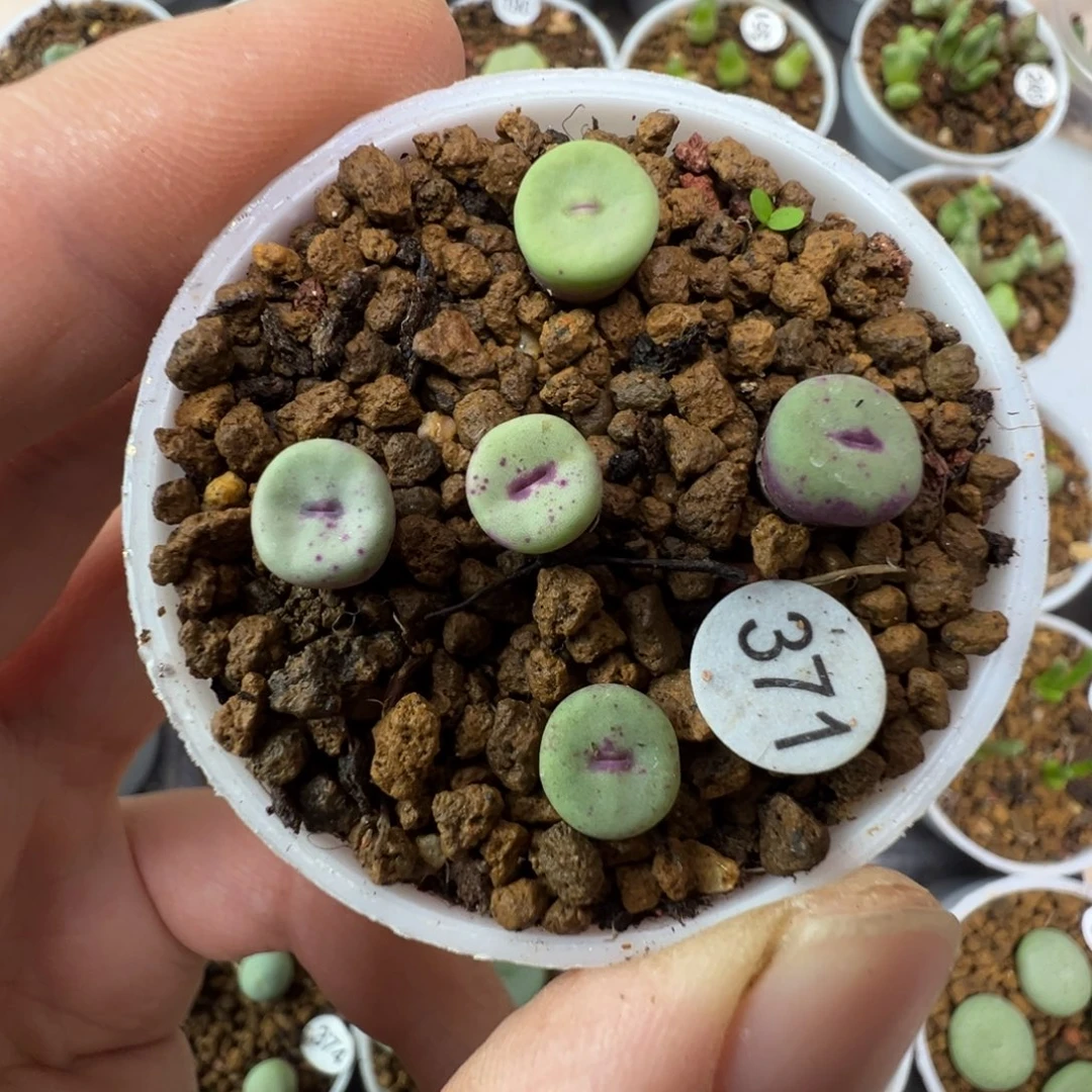 427嘴一颗脱土371000