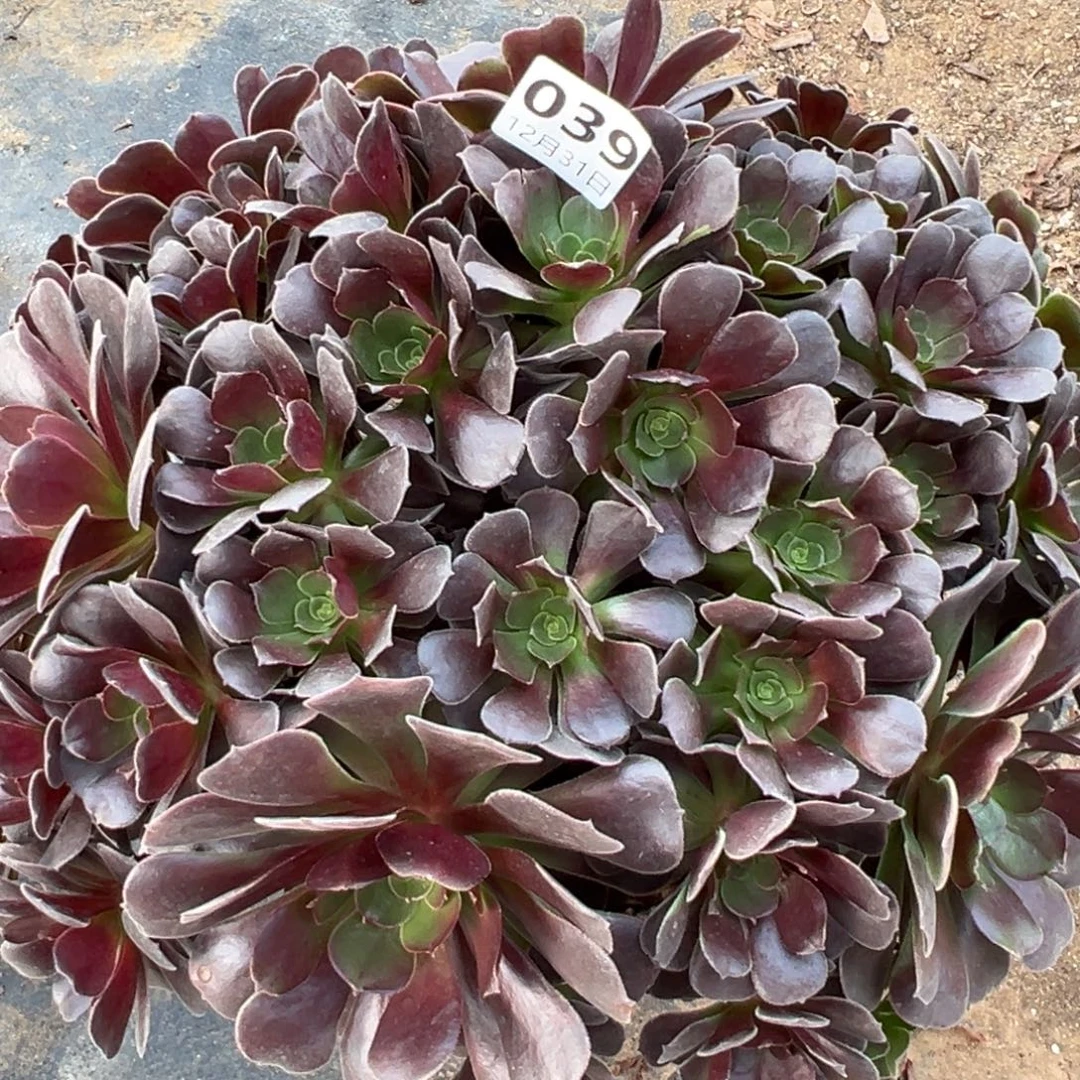 12.31-39萝莉多肉植物