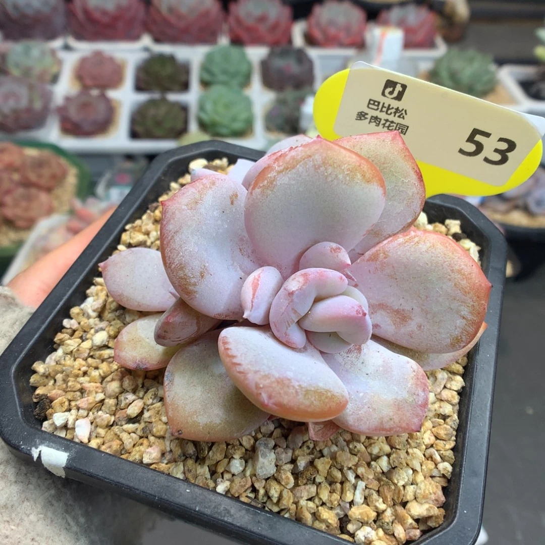 53三头奶茶石化多肉植物