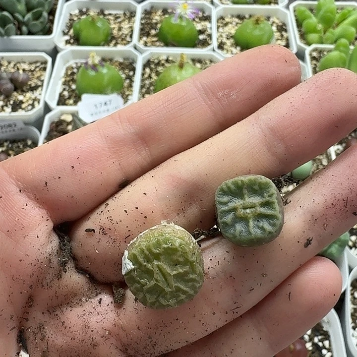 锅***贴老马生石花烧卖2088