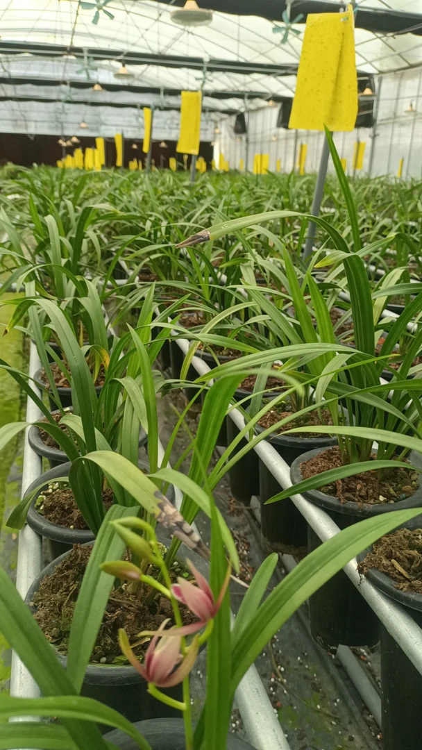 精选国兰直播间超值好物一物一拍