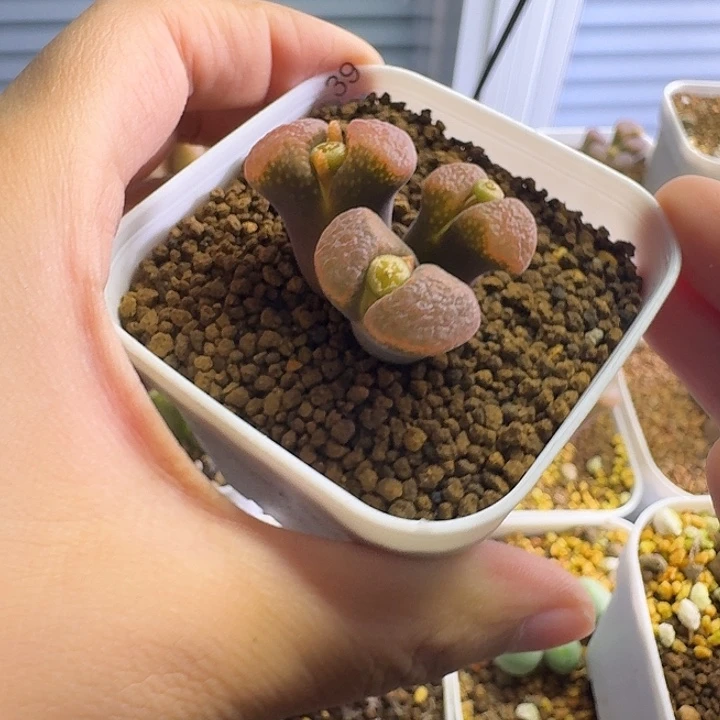 39......多肉~~……………………