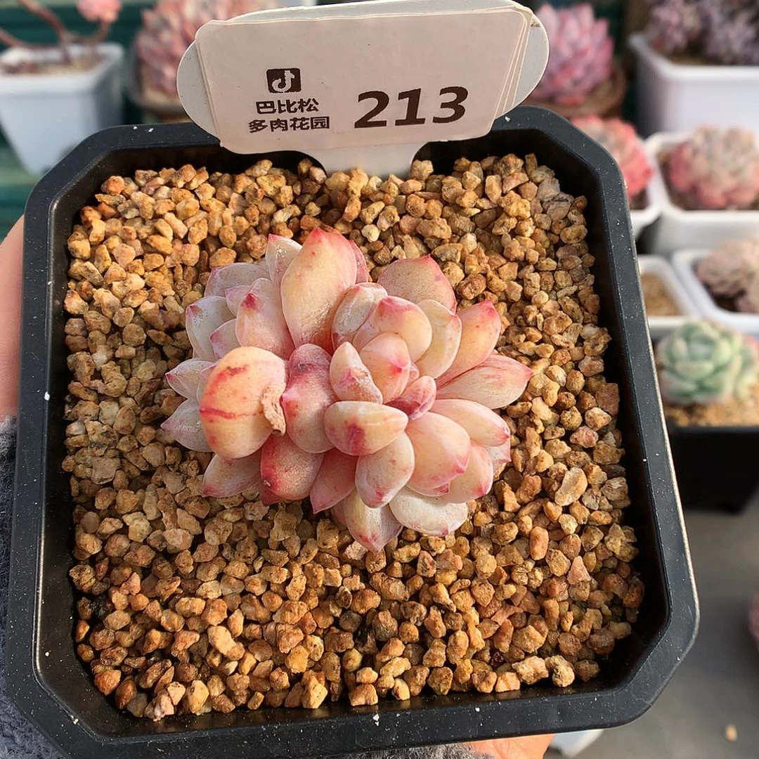 213三头星影石化多肉植物