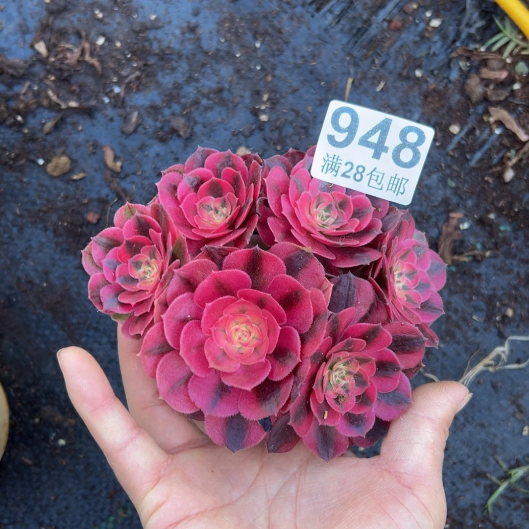 多肉植物948小荔枝无售后