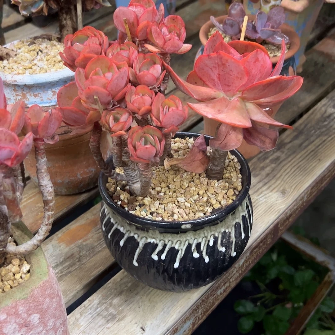 快***子秀妍18 零零多肉植物