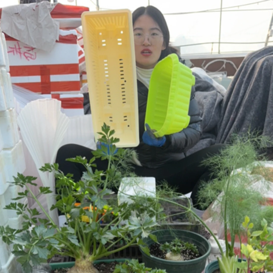 主播福利菜盆卡其色