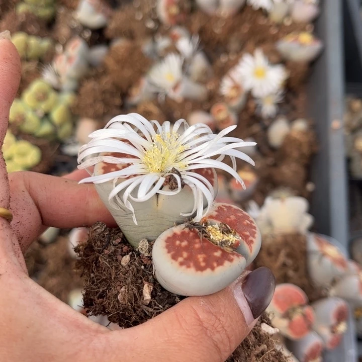 双头红窗一颗88888888888