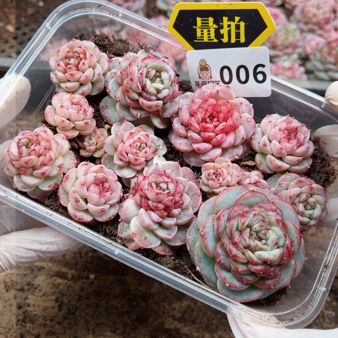 多肉植物多肉植物