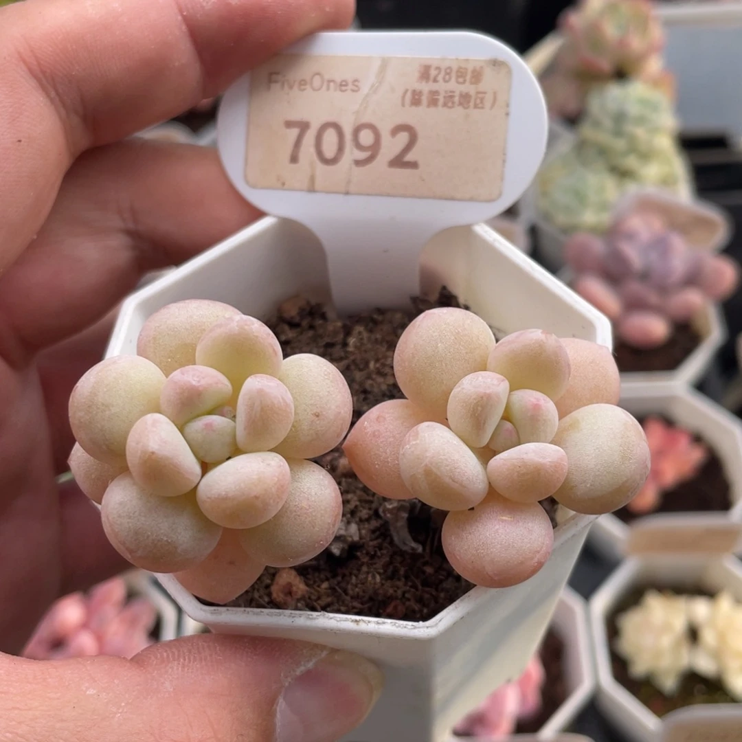 泡泡糖7092-7厘米