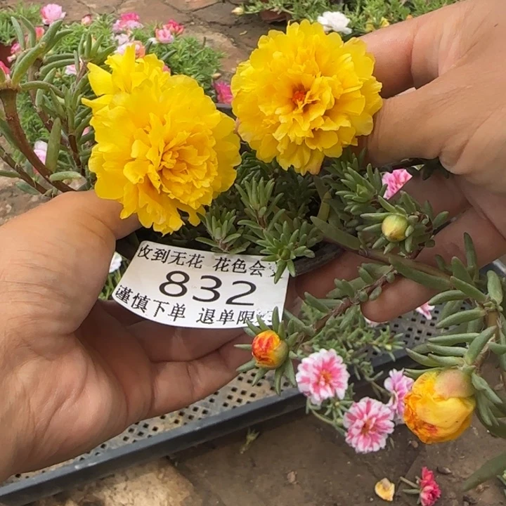 无花朵832超小苗盆口10cm