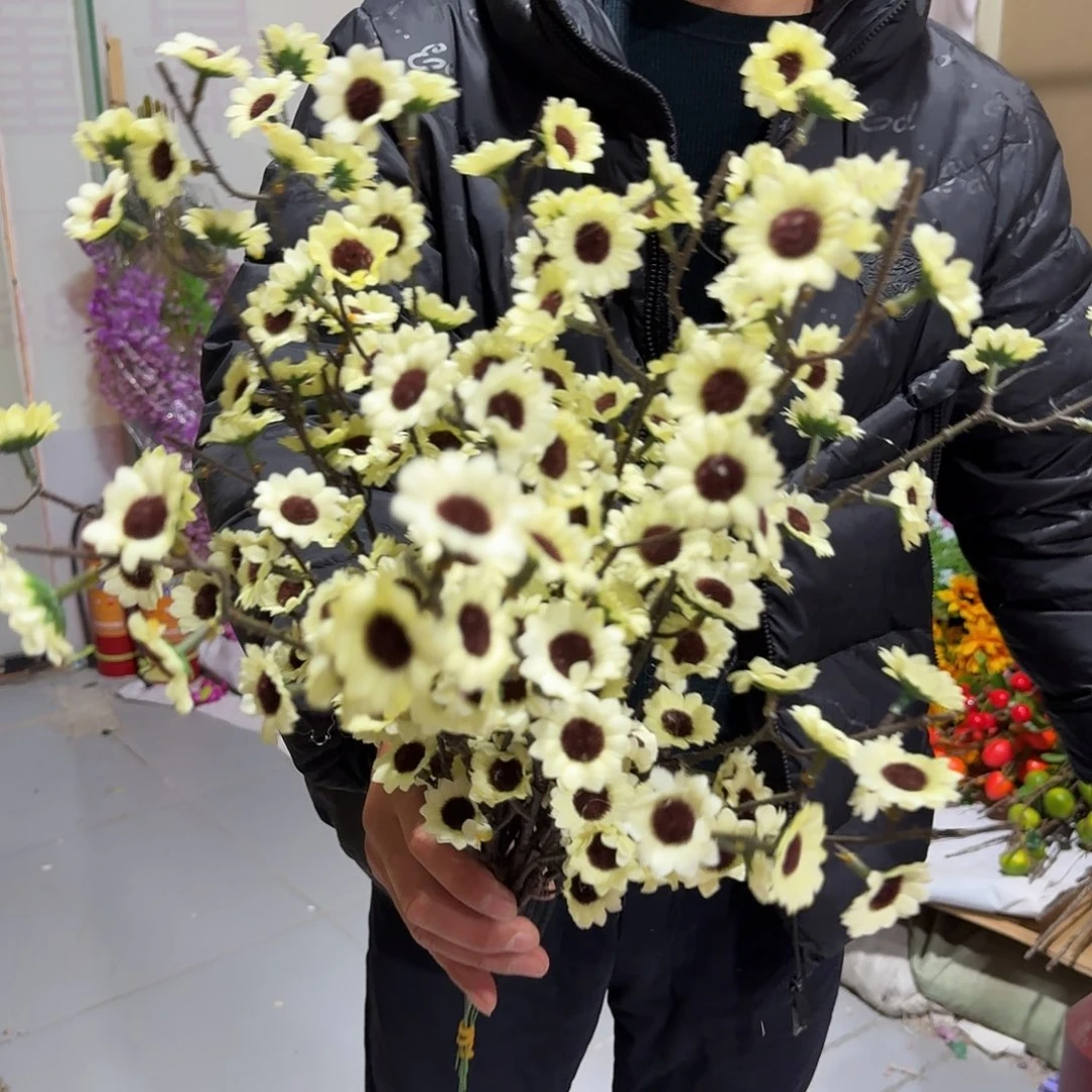 多头太阳菊10支装