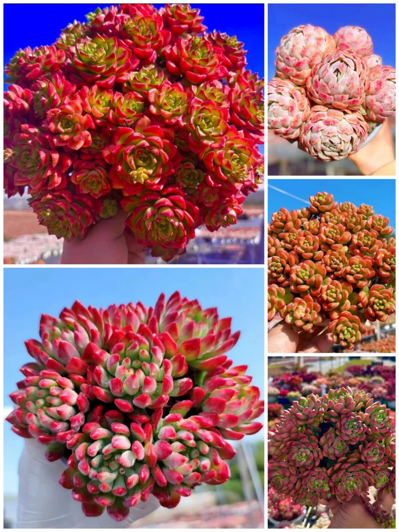 Y大火焰玫瑰蒂亚组合【元旦迎新】【年宵纳福】多肉植物 带盆带土发货