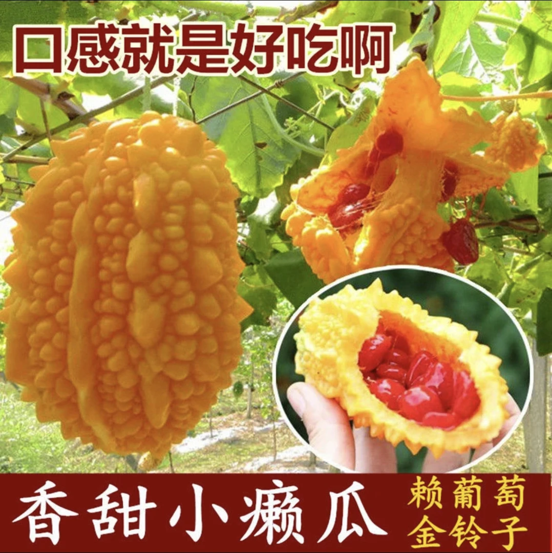 【金癞瓜种子】家庭阳台小院花盆四季可种盆栽地栽