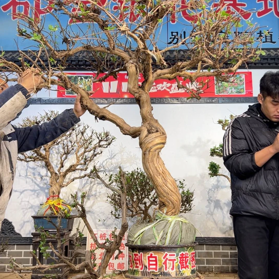 无花朵金银花开花133555666