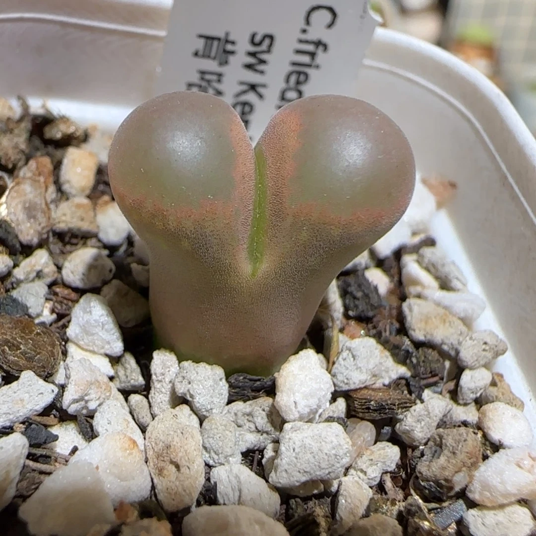 肉锥多肉植物组合-肯哈德1160