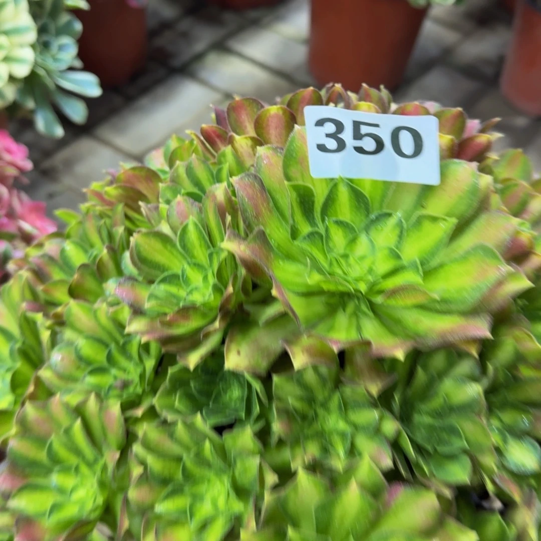 多肉植物350韶华。法师