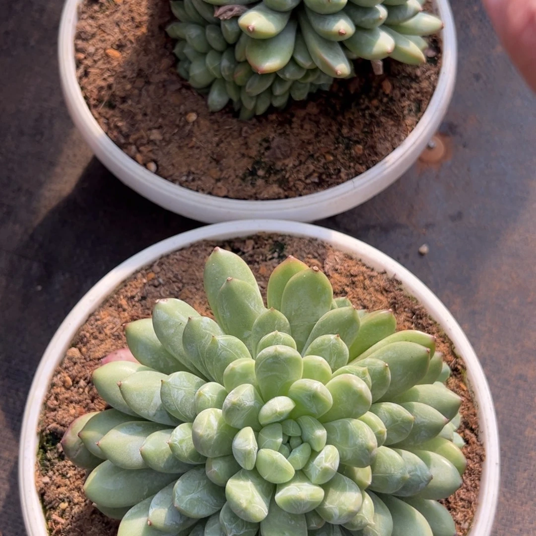 ****祝百搭翡翠2颗多肉植物20