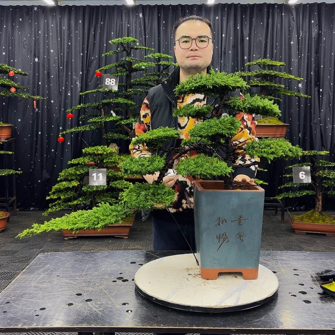 龙爪松高端造型盆景