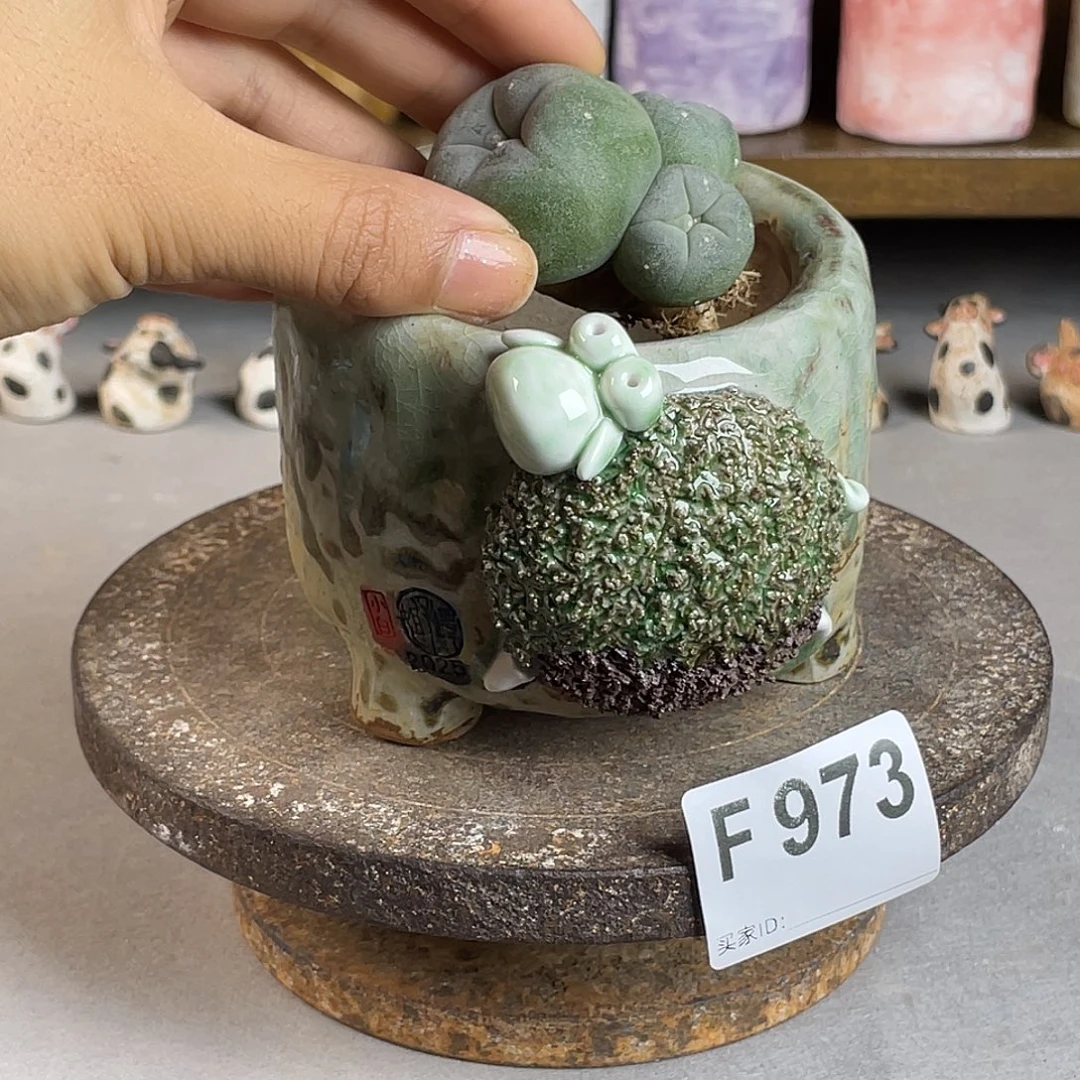 小白孤品 立体大羊 不规则 内口7左右 不含肉